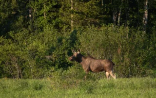 Põder metsaserval