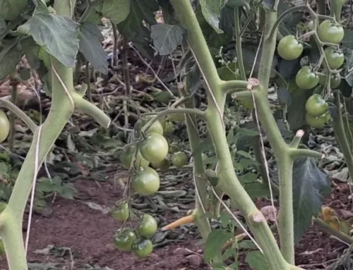Tomatite värvumist saab kiirendada
